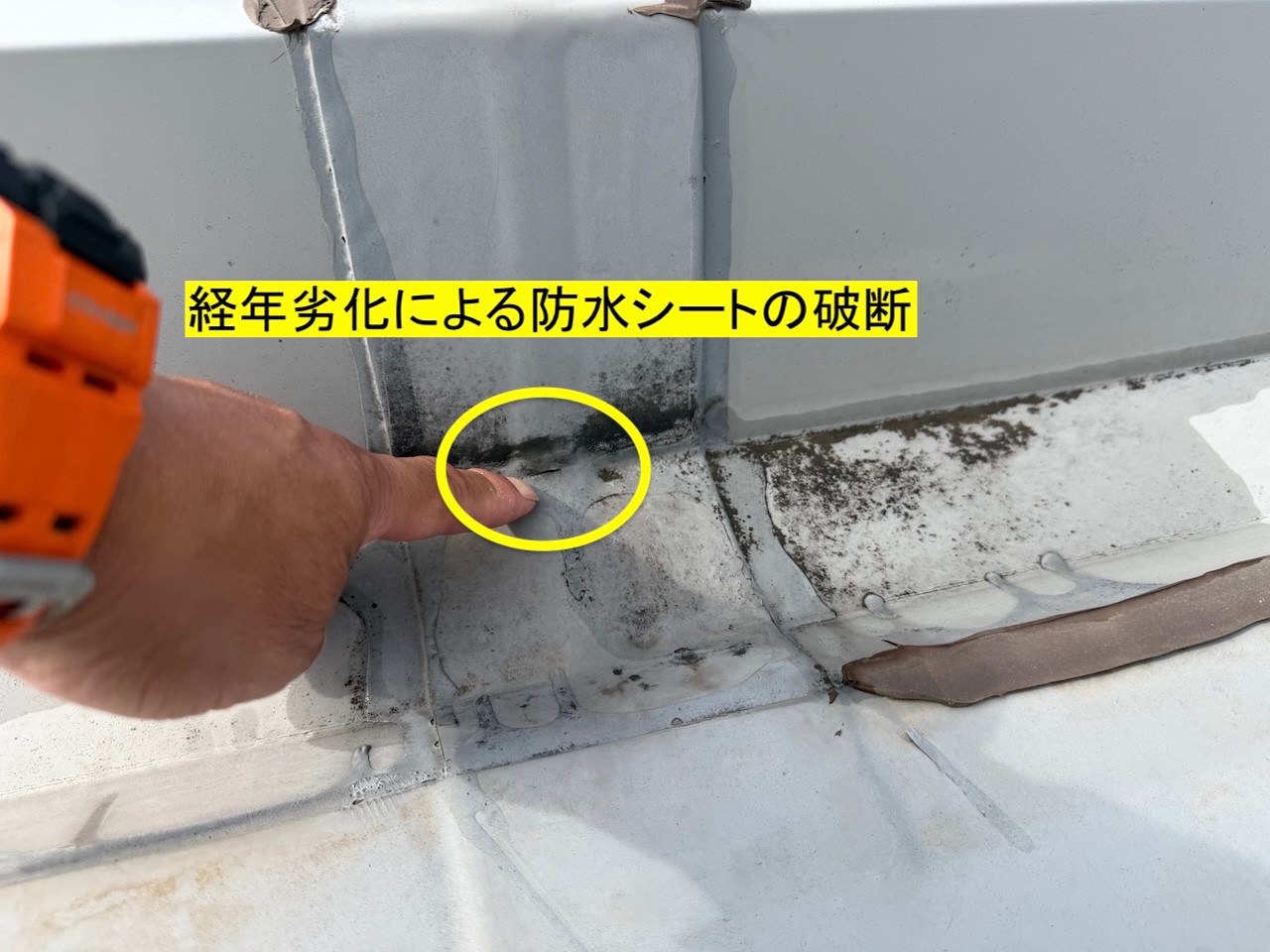 立ち上がりの付け根付近に見られる防水シートの破断。